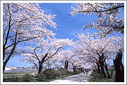 展勝地の桜並木の写真