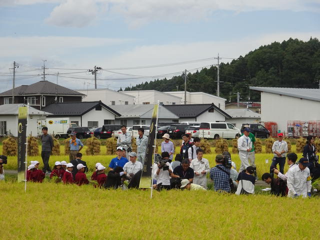 写真：金色の風稲刈り
