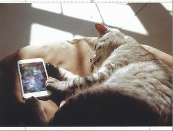 展示中の作品写真:スマホ依存症