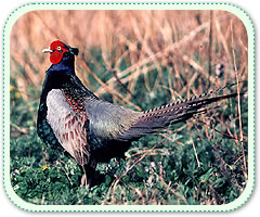 県の鳥キジの写真