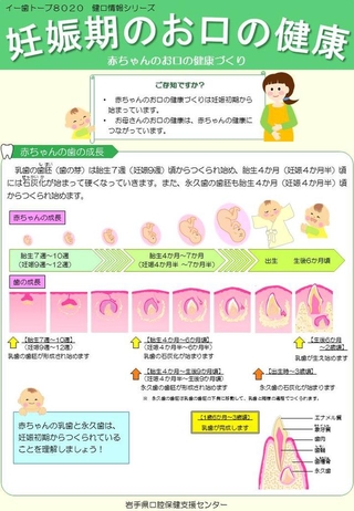 妊娠期のお口の健康「赤ちゃんのお口の健康づくり」チラシ
