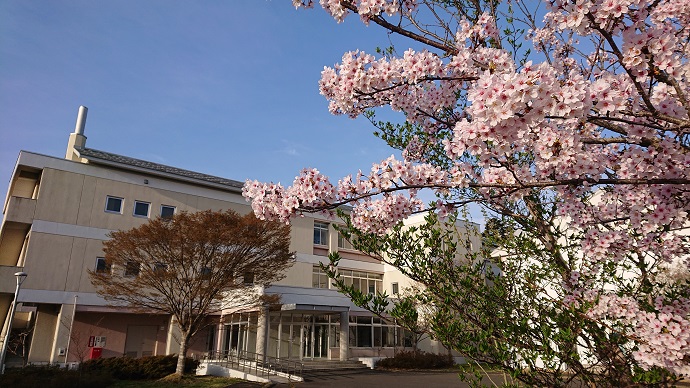 学院正門から体育館に沿って桜並木があります。