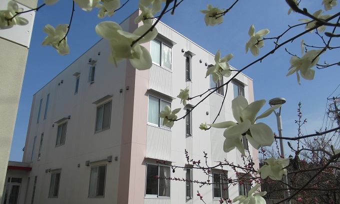 3月下旬からコブシの花が咲き始めます。