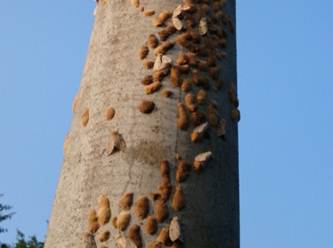 マイマイガが樹木の幹に産卵している写真