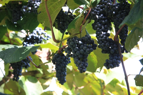 photo:wild grapes