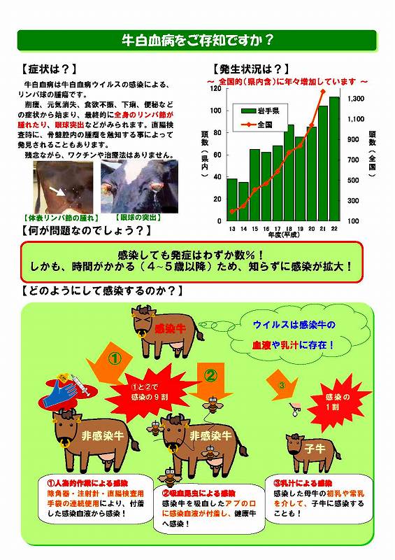 牛白血病をご存知ですか？説明チラシ1