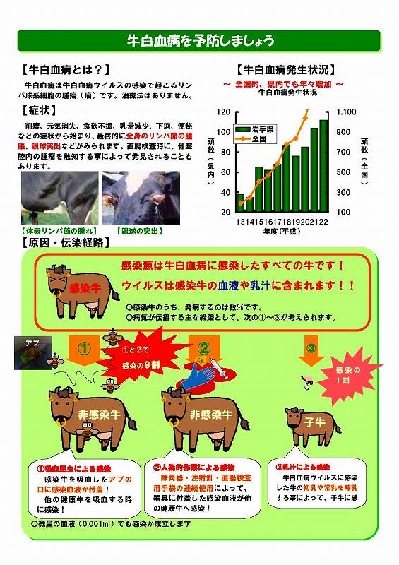 牛白血病を予防しましょう説明チラシ1