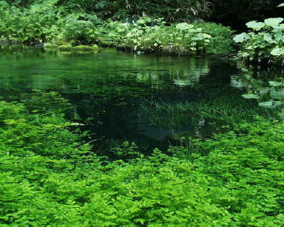 湧水の写真