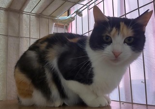 ぱぴこ