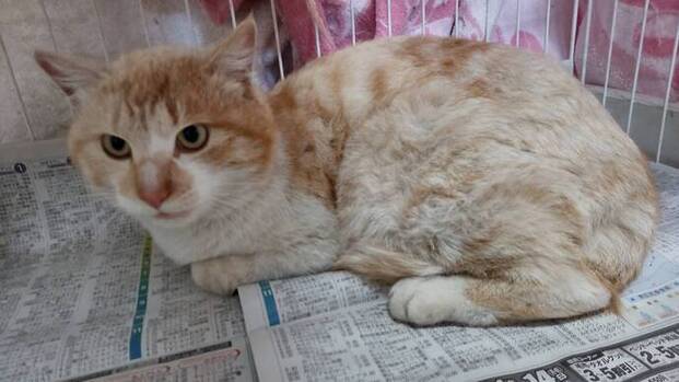矢巾ねこ