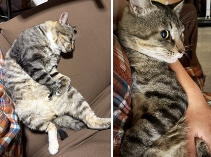 保護猫写真（アズキ）