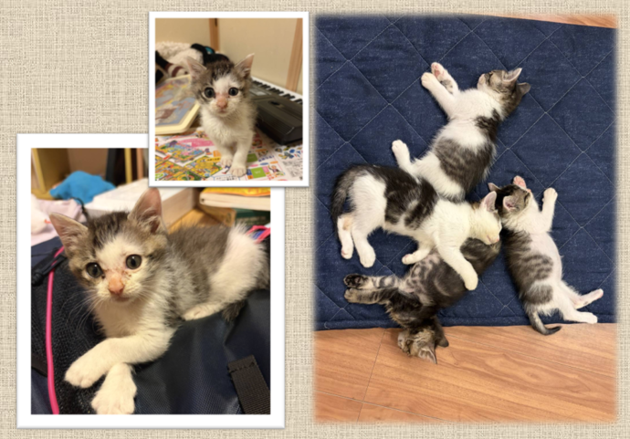 新しい飼い主を捜している猫の写真