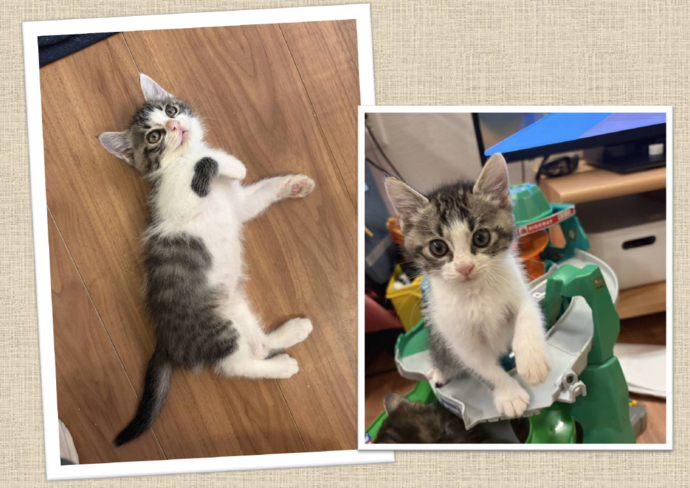 新しい飼い主を捜している猫の写真