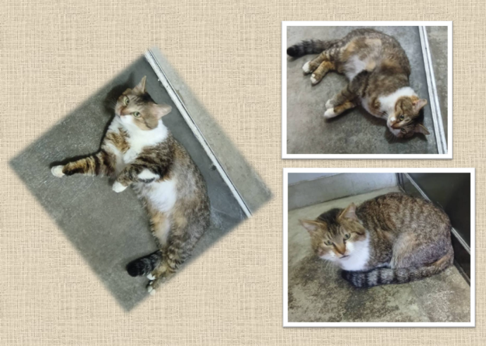 新しい飼い主を捜している猫の写真