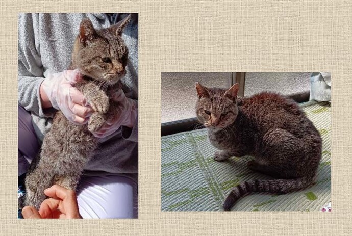 新しい飼い主を捜している猫の写真