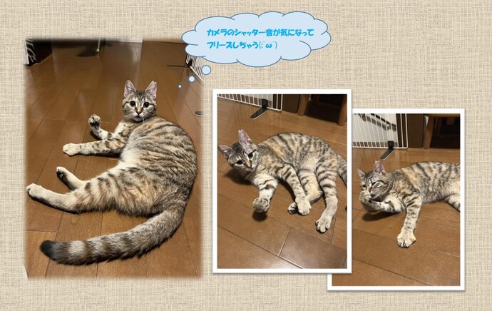 新しい飼い主を捜している猫の写真