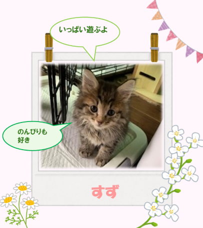 新しい飼い主を捜している猫の写真