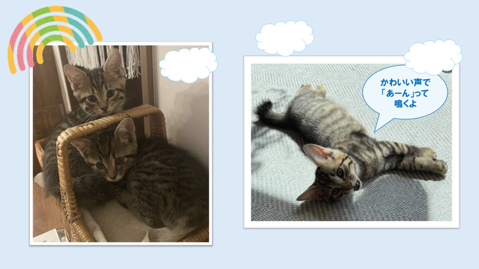 新しい飼い主を捜している猫の写真