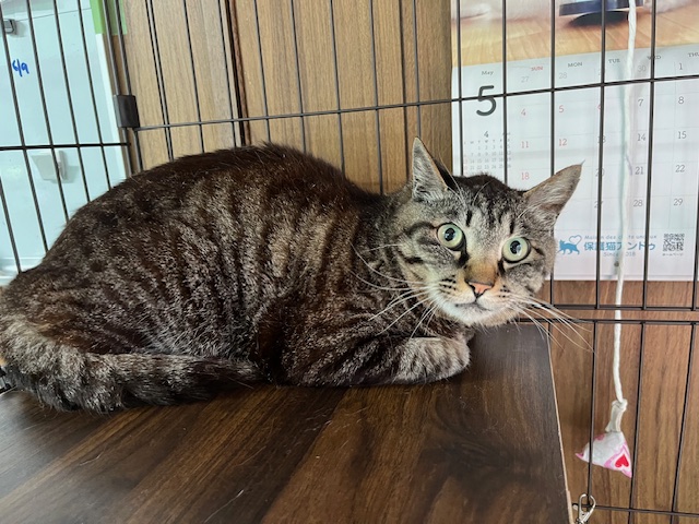 タイガーアイ君