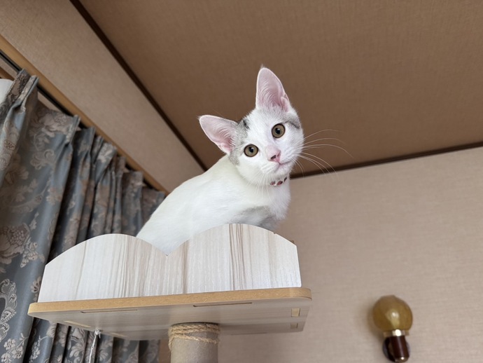 猫の写真