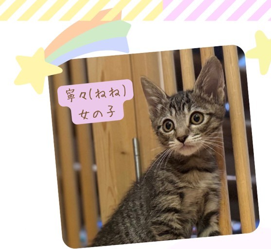 猫の写真