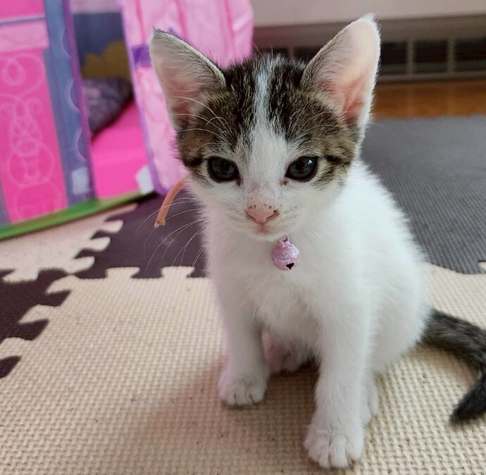 猫の写真