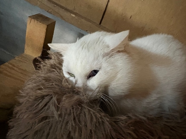 サメとヴィトくん