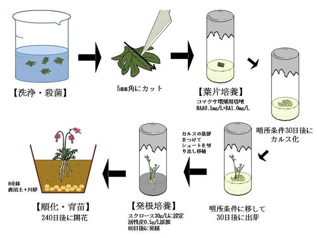 図1　開発した新技術の工程図