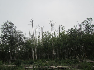 松くい虫被害を受けたアカマツ林の写真