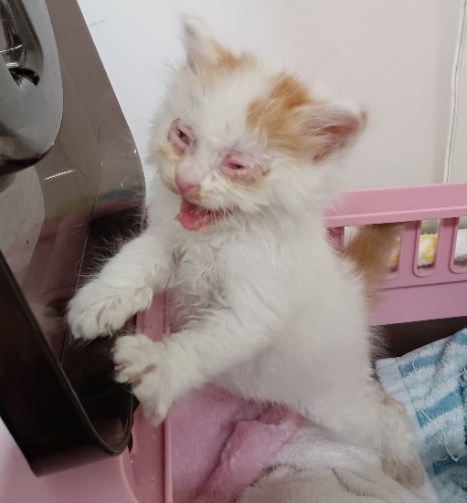 もとの飼い主を探している猫の写真