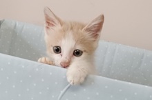 猫の写真