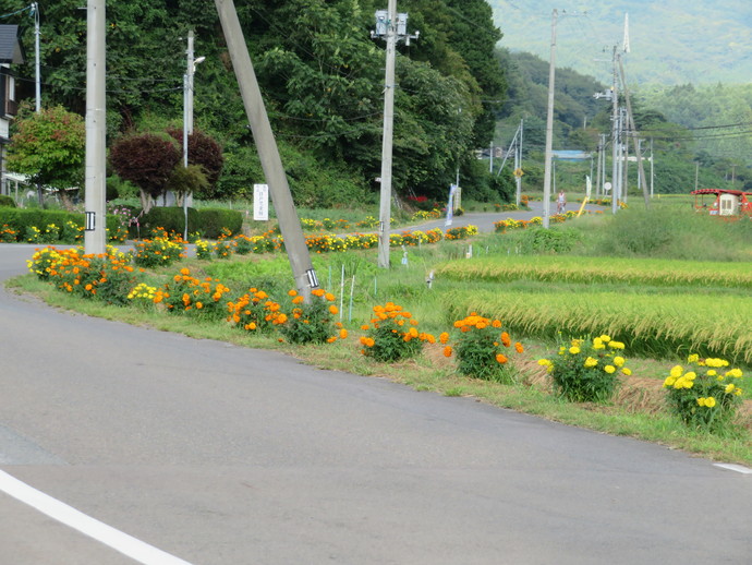 植栽活動2ヶ月後のフラワーロード(写真)