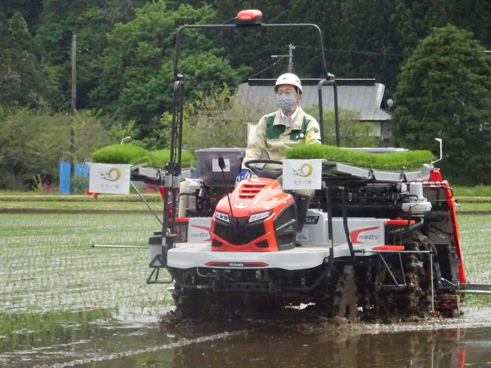 金色の風田植え