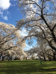 城山公園内の桜の景観
