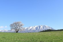 小岩井の一本桜駐車場から見る一本桜と岩手山の景観