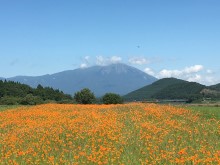 御所湖広域公園町場地区園地から見るキバナコスモスと岩手山の景観
