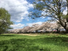 展勝地の桜の景観