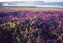 十府ヶ浦（野田村）から見る浜えんどうの景観
