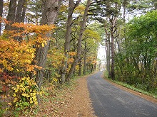 奥州街道から見る名残をとどめた松並木の景観