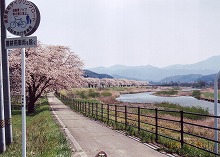 遠野市綾織町日影橋付近から見る猿ヶ石川沿いの桜並木の景観