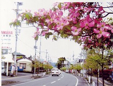 一関市萩荘　萩荘郵便局付近から見る花ミズキ並木の景観