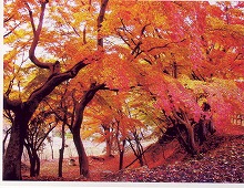 一関市釣山公園から見る公園の紅葉の小路の景観