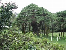 一関市川崎町薄衣笠松公園内から見る笠マツの景観