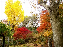 一関市釣山公園から見る紅葉の景観