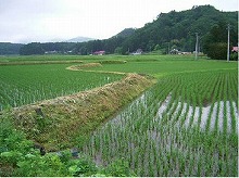 一関市本寺地区から見る自然地形に沿って形成された水田区画の景観