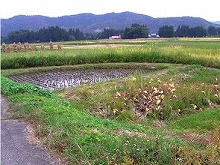 一関市本寺地区から見る不整形な小区画水田の景観
