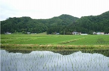 一関市本寺地区から見る山裾に連続する屋敷地の景観