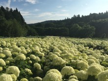 一関市舞川のみちのくあじさい園の景観