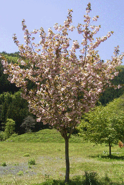 桜の写真