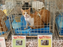 猫の写真